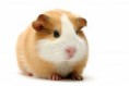 /album/fotogalereya/cavia-porcellus-jpg/